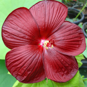Hibiscus moscheutos (Burgundy)