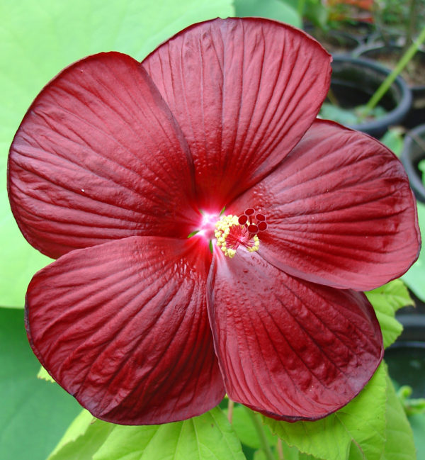 Hibiscus moscheutos (Burgundy)