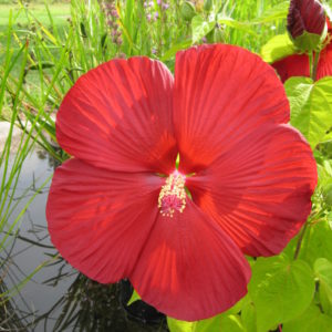 Hibiscus moscheutos (Red)