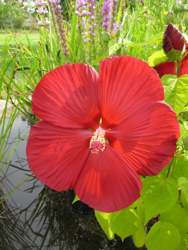 Hibiscus moscheutos (Red)