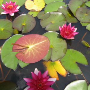 Nymphaea 'laydekeri fulgens'