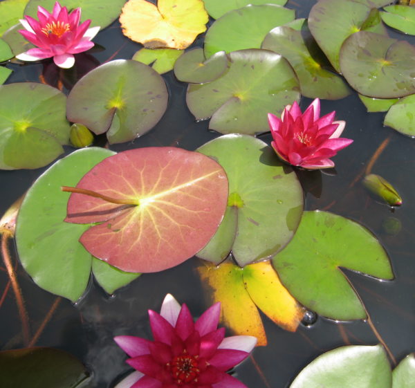 Nymphaea 'laydekeri fulgens'