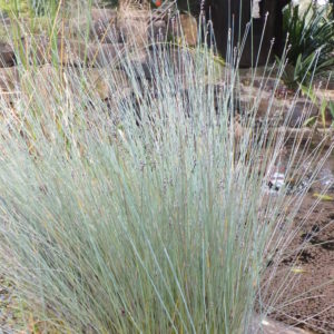 Baumea juncea
