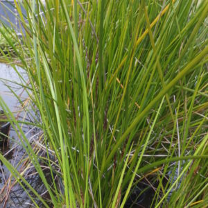 Baumea rubiginosa