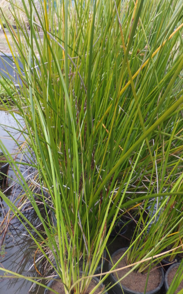 Baumea rubiginosa