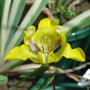 Cypella aquatilis