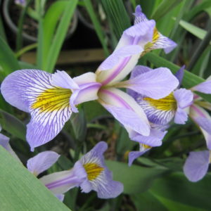 Iris 'Gerald Darby'