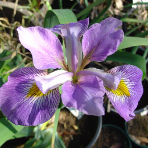 Iris virginica