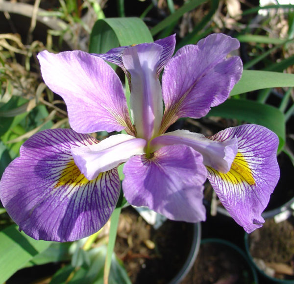 Iris virginica