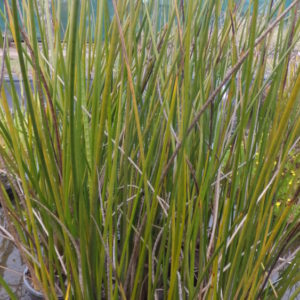 Baumea articulata