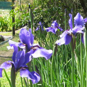 Iris sibirica (Purple)