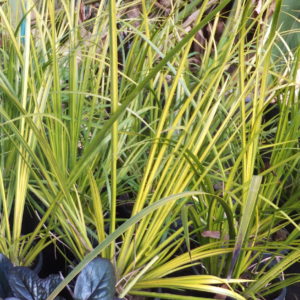 Acorus gramineus 'ogon'