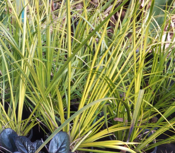 Acorus gramineus 'ogon'
