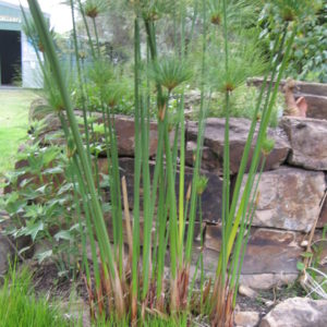 Cyperus papyrus