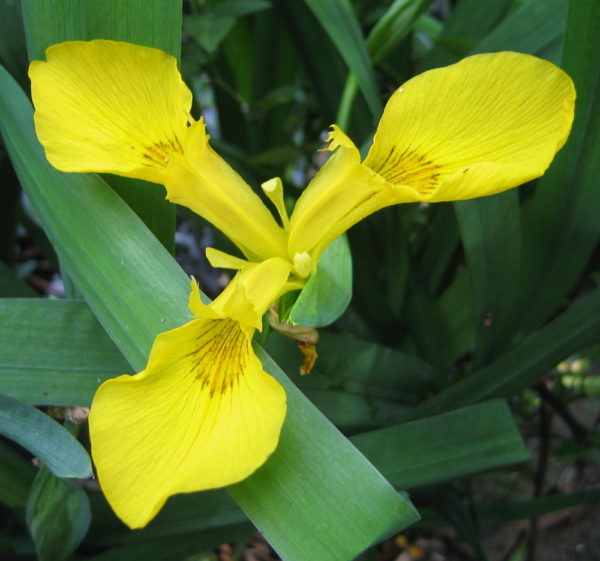 Iris pseudacorus (yellow)