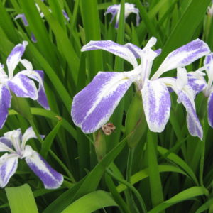 Iris laevigata albopurpurea