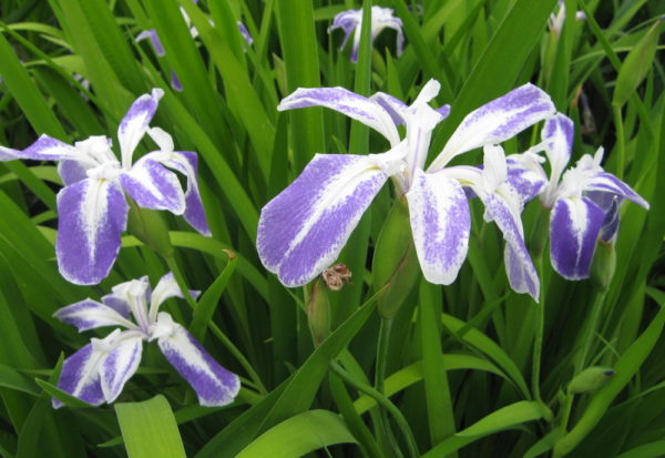 Iris laevigata albopurpurea