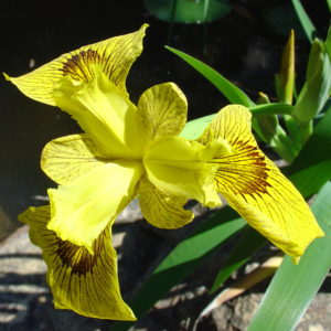 Iris pseudacorus 'Roy Davidson'