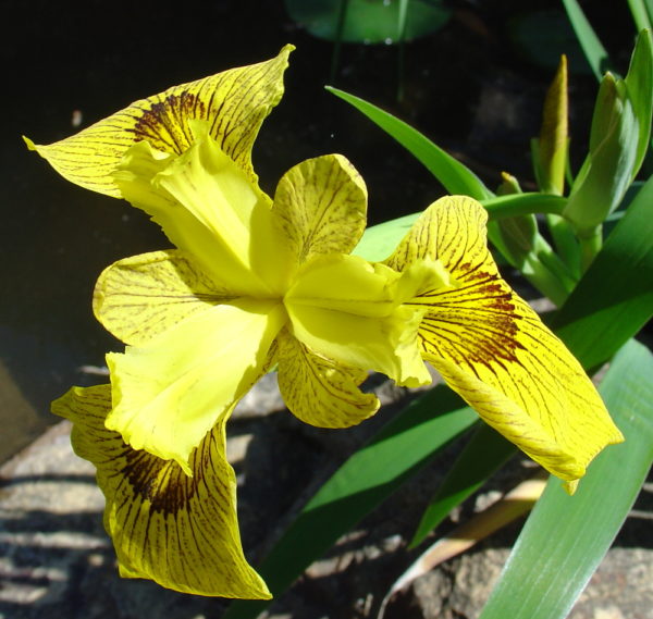 Iris pseudacorus 'Roy Davidson'