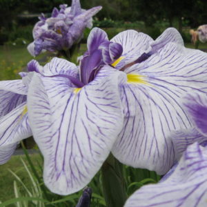 Iris ensata 'Sandman'