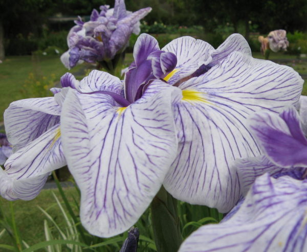 Iris ensata 'Sandman'