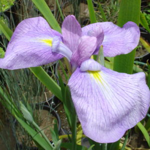 Iris sibirica (Pink)