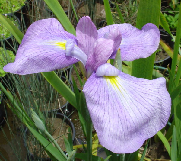 Iris sibirica (Pink)