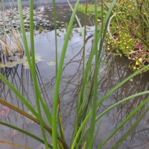 Lepidosperma gladiatum