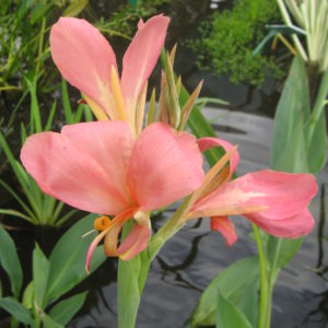 Canna glauca (Pink)