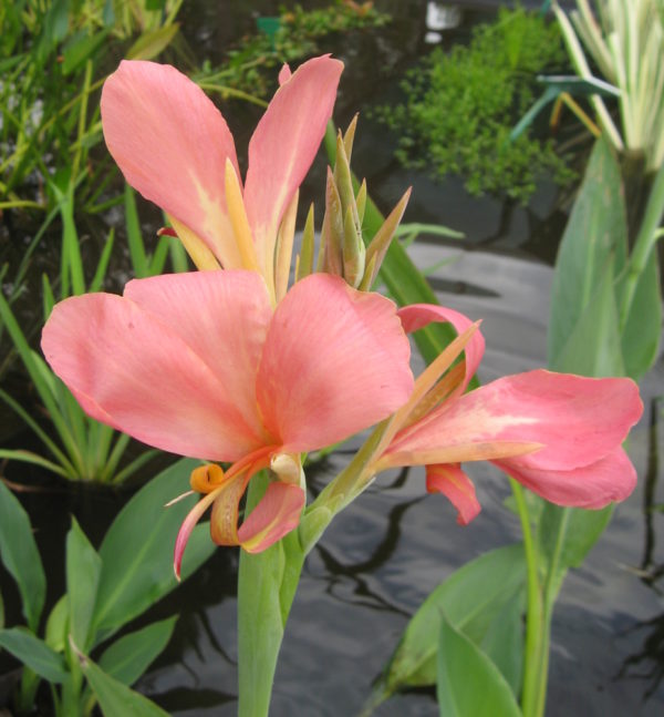 Canna glauca (Pink)