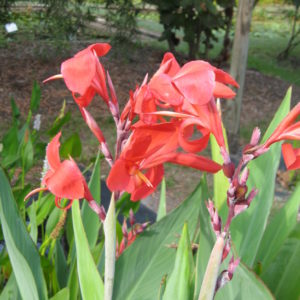 Canna glauca (Red)