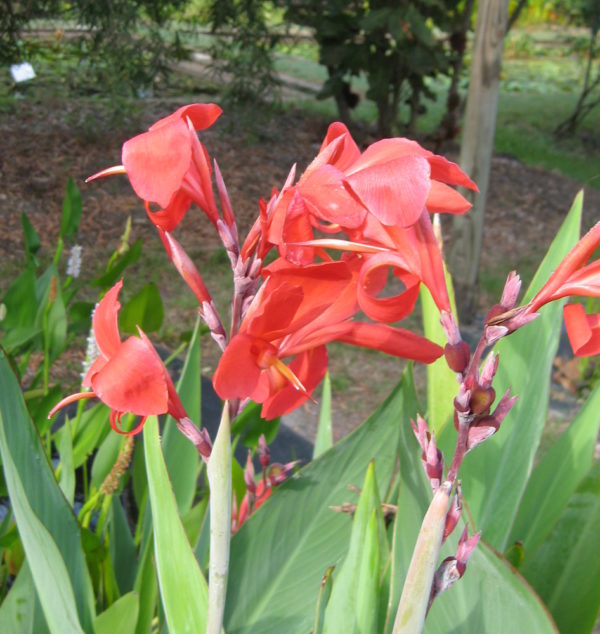 Canna glauca (Red)