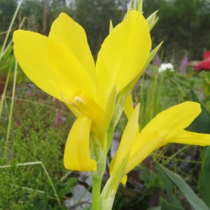Canna glauca (Bright Yellow)