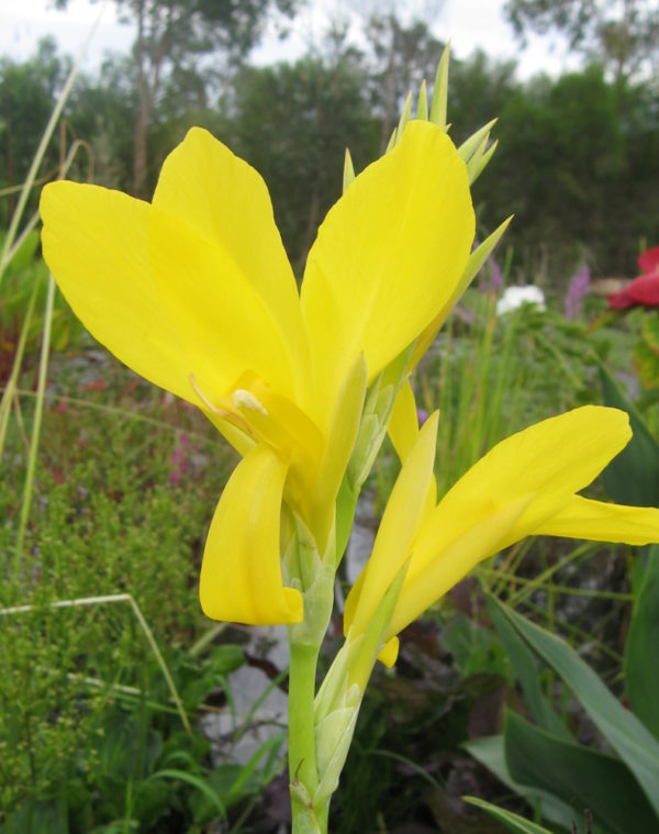 Canna glauca (Bright Yellow)