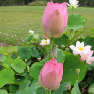 Nelumbo nucifera 'Apple Blossom'
