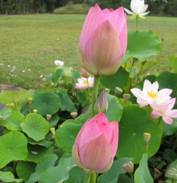Nelumbo nucifera 'Apple Blossom'