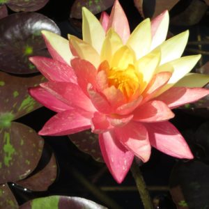 Nymphaea 'Wanvisa'