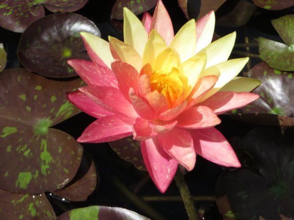 Nymphaea 'Wanvisa'
