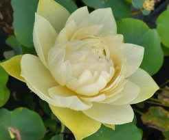Nelumbo nucifera "White Gold"