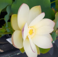 Nelumbo nucifera 'Serenity'