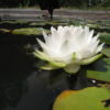 Nymphaea 'Gonnere' - Image 3