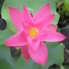 Nelumbo nucifera 'Imperial Dragon' - Image 2