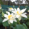Nelumbo nucifera 'Bliss' - Image 2