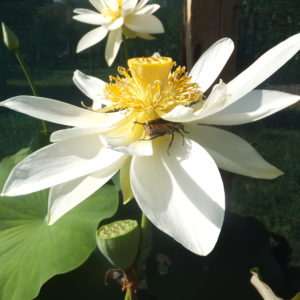 Nelumbo nucifera 'Bliss'