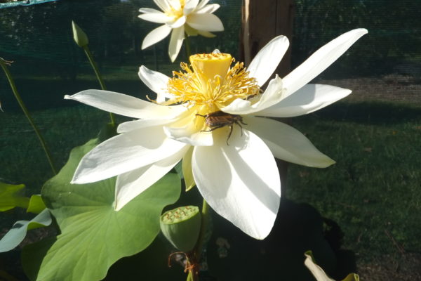 Nelumbo nucifera 'Bliss'