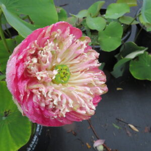 Nelumbo nucifera "Cambodian Double Green'