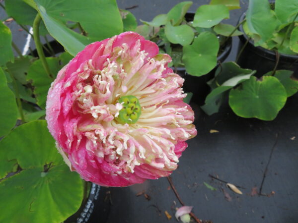 Nelumbo nucifera "Cambodian Double Green'