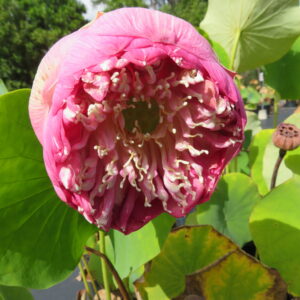 Nelumbo nucifera 'Cambodian Double Pink'