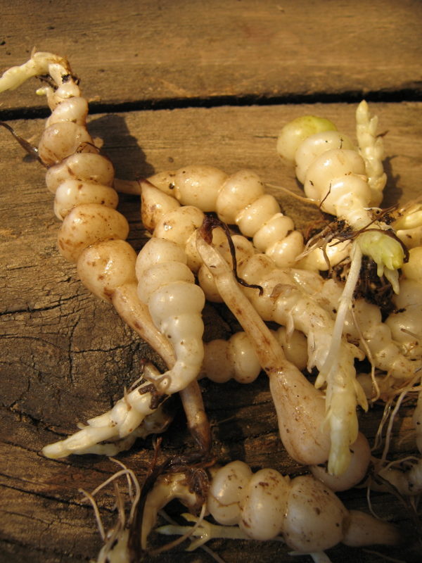 Stachys affinis