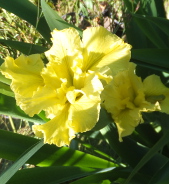 'Daintree'
